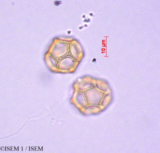 ISEM 1/Alternanthera_forsk_29019/Alternanthera_forsk_29019_0001(copy)_thumb.jpg